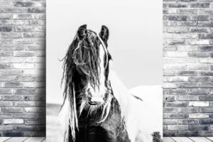 Gypsy Horse | Wall Art