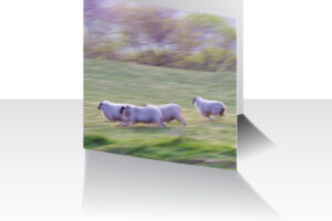 Running Sheep Greeting Card