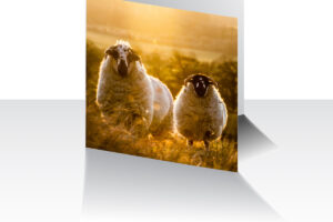 Two Sheep Greeting Card