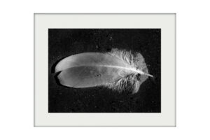 Feather | Mounted Print