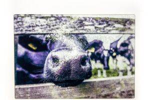 Nosy Cow | Glass Chopping Board