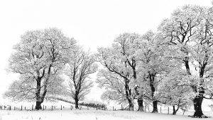 Winter Trees | KTSD-1