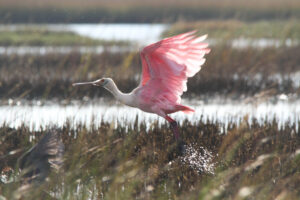 Pink in the Marshes | AB-56