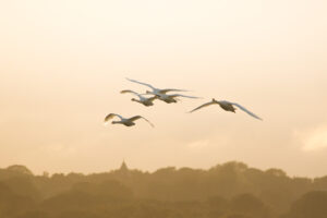 Swan Flight