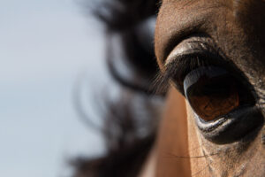 Horse's Eye | KTSI-27