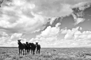 Horses on the Plains | OW-AZ2