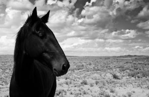 Navajo Horse | OW-AZ1