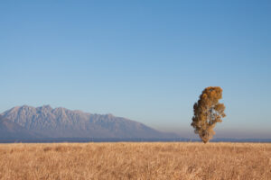 Tree on the Plains | OW-W5