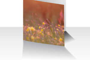 May Flowers Greeting Card