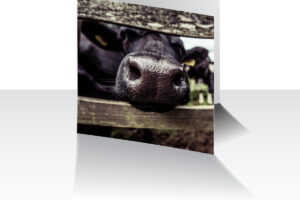 Nosey Cow Greeting Card