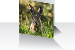Old Hare Greeting Card
