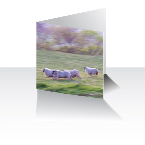 Running Sheep Greeting Card