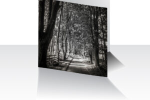 Treelined Path Greeting Card