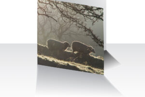 Winter Sheep Greeting Card