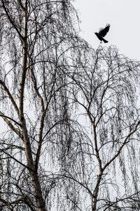 KTSI-2120 | Raven's Tree