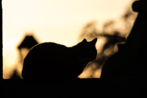 KTSI-2122 | Silhouetted Cat