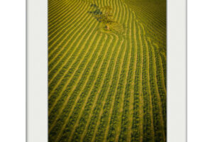 Cut Fields | Mounted Print