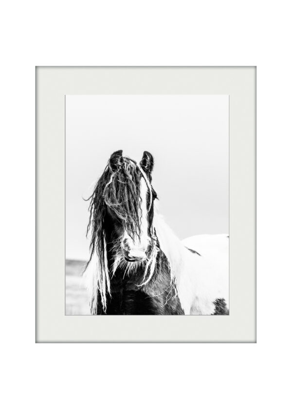 Gypsy Cob | Mounted Print