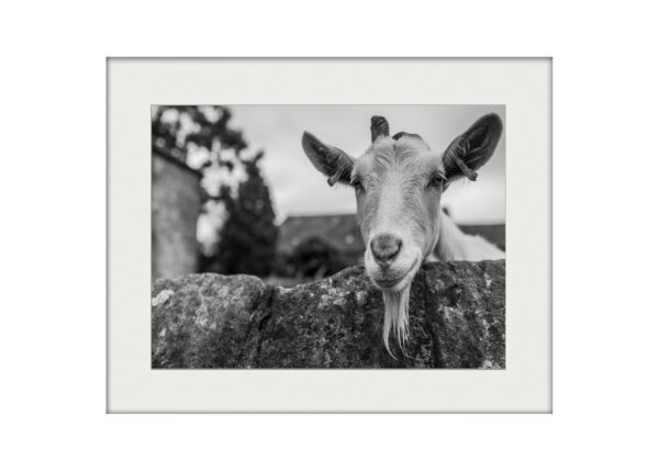 Hello Goat | Mounted Print