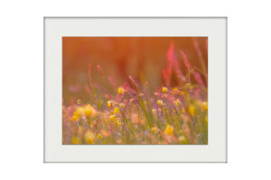 May Meadow | Mounted Print