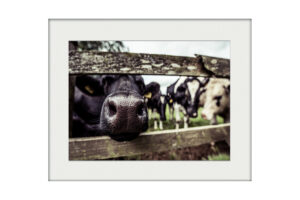 Nosy Cow | Mounted Print
