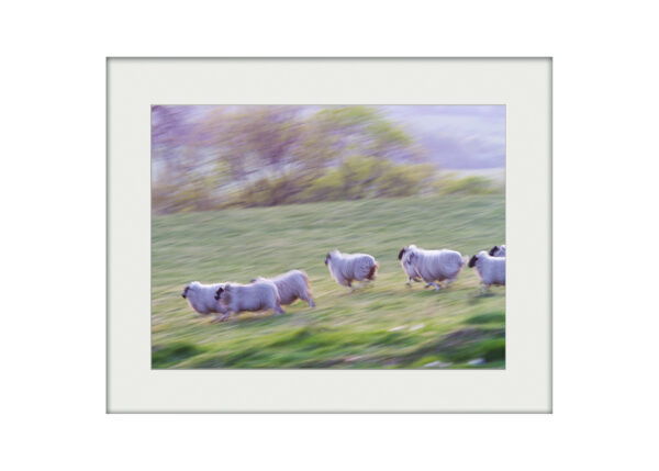 Running Sheep | Mounted Print