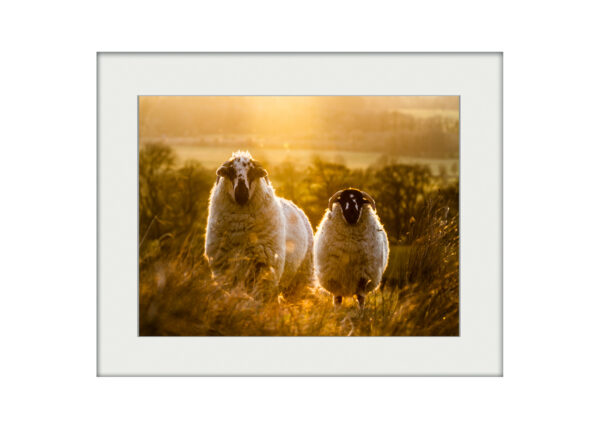 Sheep at Sunset | Mounted Print