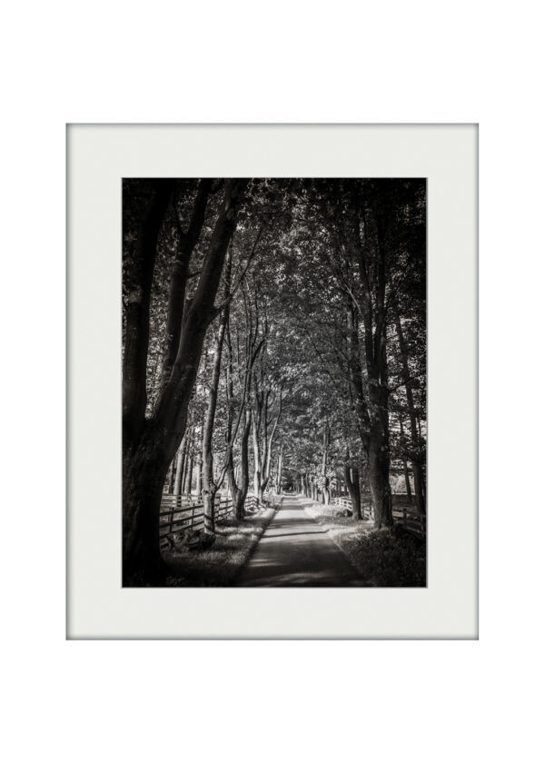 Treelined Path | Mounted Print