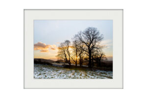 Winter Gold | Mounted Print