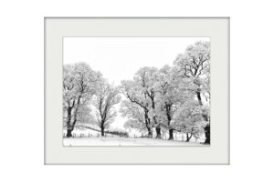 Winter Trees | Mounted Print