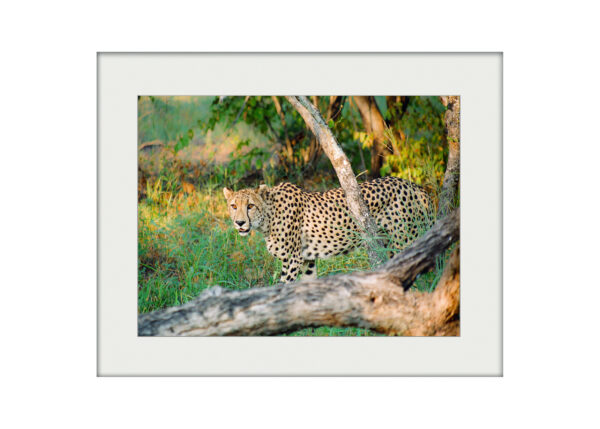 Evening Prowl | Mounted Print