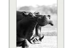 Hippo Charge | Mounted Print