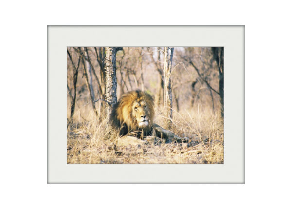 African Reflections | Mounted Print