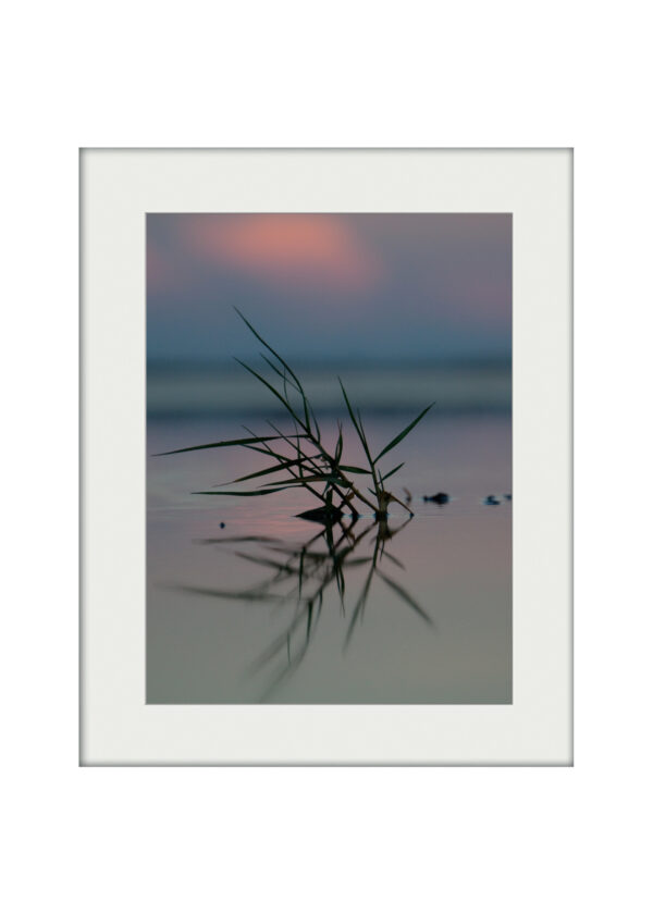 Seagrass Dusk | Mounted Print