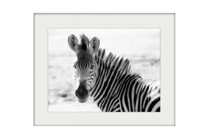 Zebra in Zambia | Mounted Print