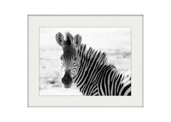 Zebra in Zambia | Mounted Print