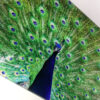 Peacock | Glass Chopping Board Detail