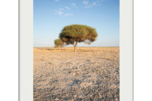 Kalahari Thorned Acacia