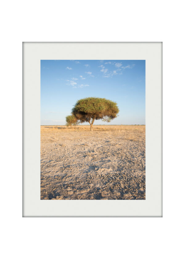 Kalahari Thorned Acacia