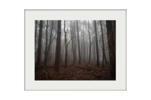 Misty Woods Mounted Print