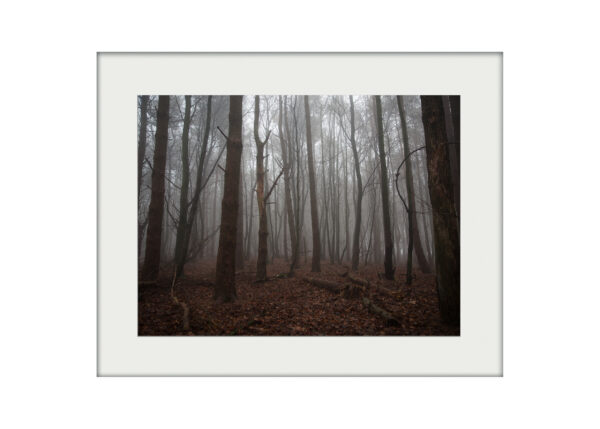 Misty Woods Mounted Print