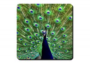 Peacock Coaster