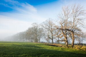 Mearley Mist