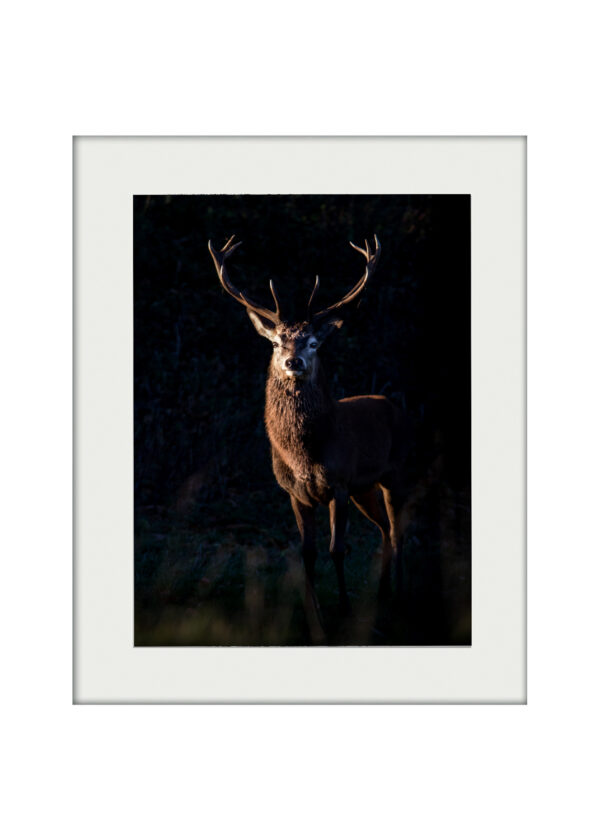 Stagelit Stag Mounted Print