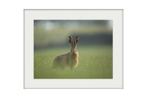 A3 Mockup Hare Encounter
