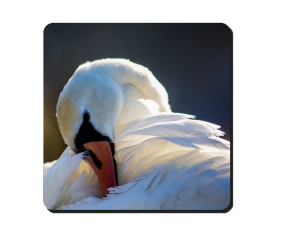Coaster Swan