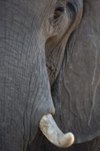 Iconic Elephant