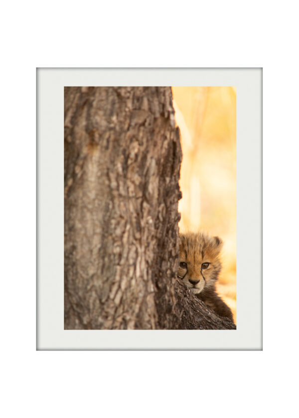Cheetah Cub A3