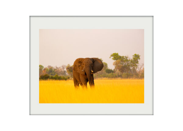 Okavango Giant A3