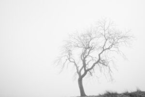 Tree and Fog